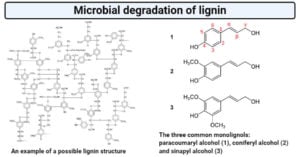 Microbial degradation of lignin