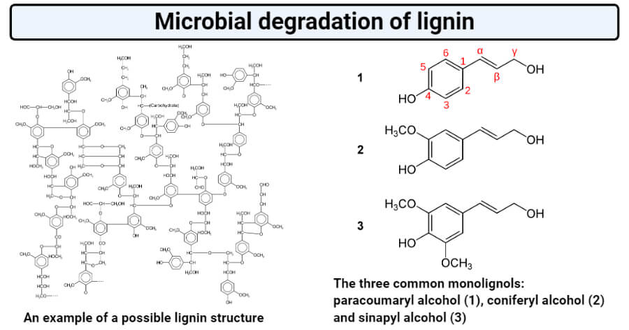 Microbial degradation of lignin