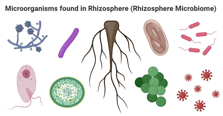 Microorganisms found in Rhizosphere (Rhizosphere microbiome)