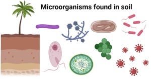 Microorganisms found in soil