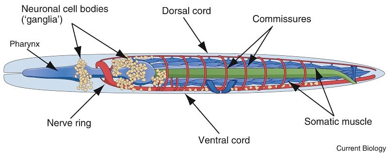 Nervous system of Ascaris lumbricoides