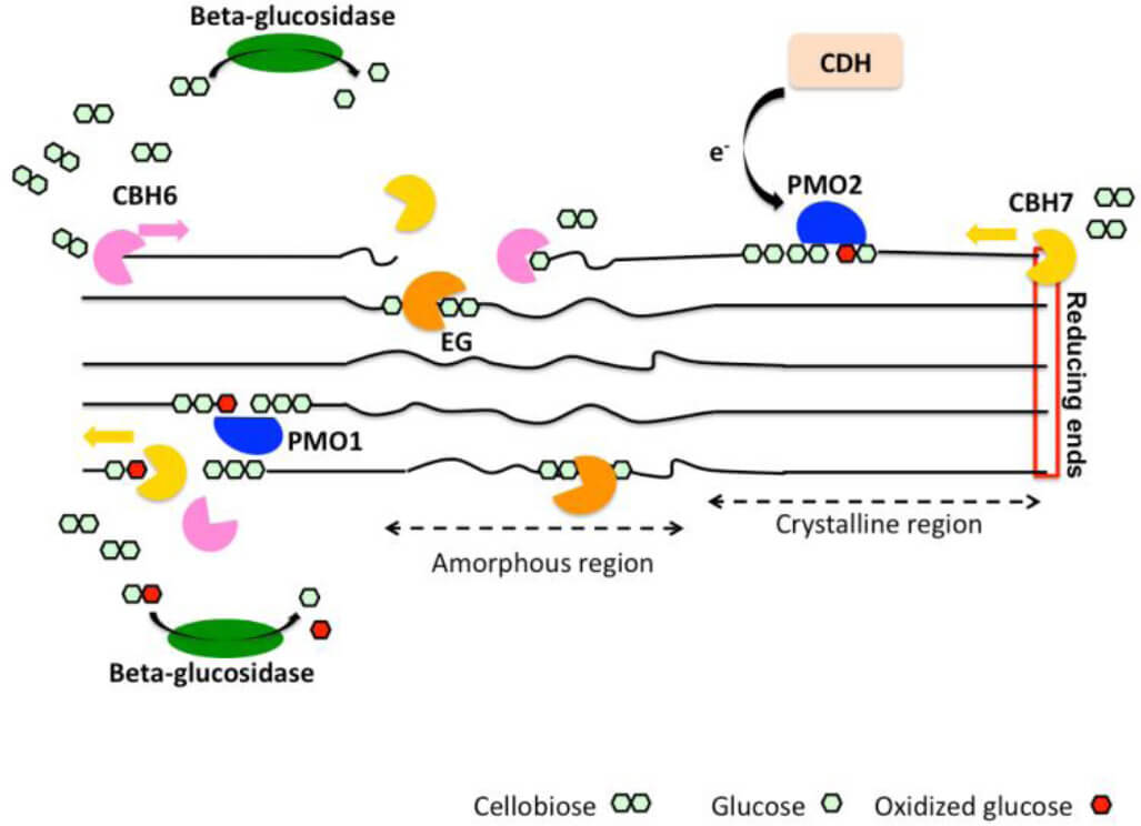 Oxidative Mechanism of cellulose degradation