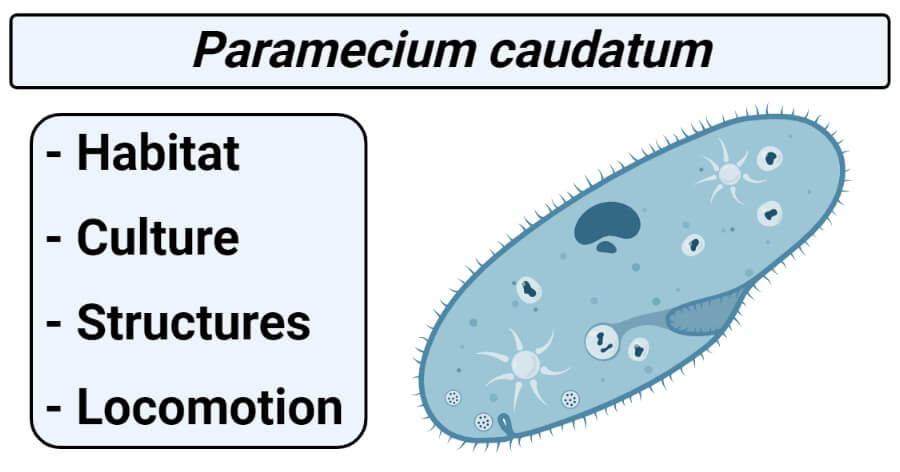 Paramecium caudatum- Habitat, Culture, Structures, Locomotion