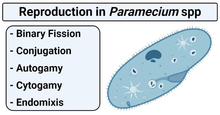 binary fission in paramecium