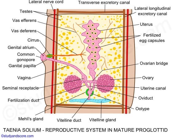 Reproductive system of Taenia solium