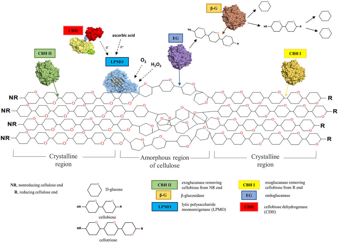 Cellulose Examples