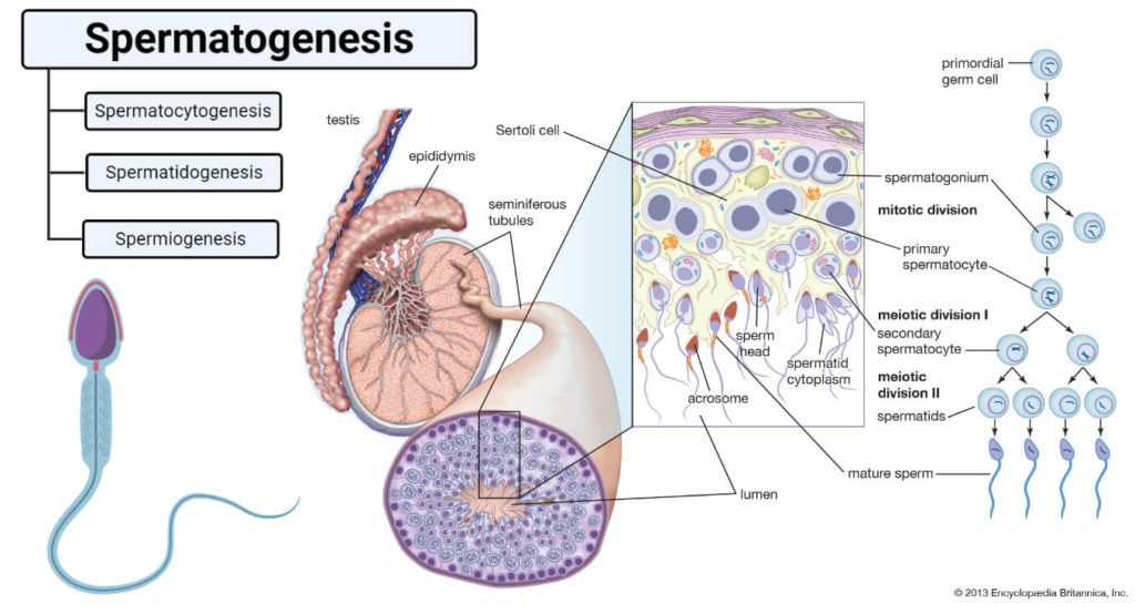 Spermatogenesis- Definition, Stages and Process with figure