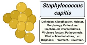 Staphylococcus capitis