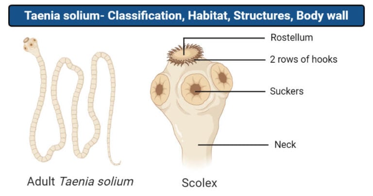 taenia-solium-classification-habitat-structure-body-wall