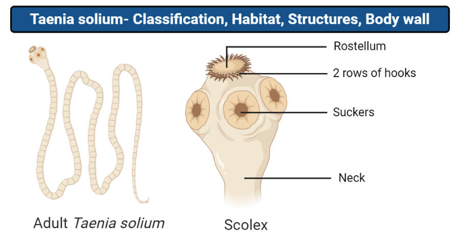 Structure of Taenia solium