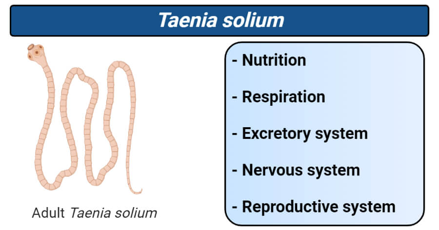 Taenia solium- Nutrition, respiration, excretory, nervous, reproductive system
