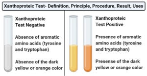 Xanthoproteic Test