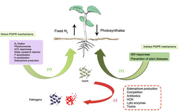 plant growth promoting rhizobacteria (pgpr)