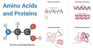 Amino acids and Proteins