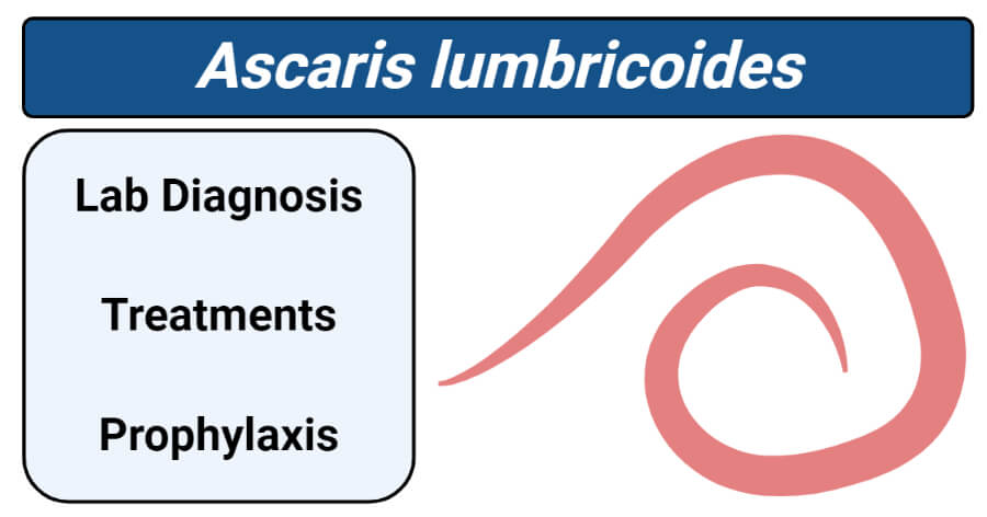Ascaris lumbricoides- Lab Diagnosis, Treatments, Prophylaxis