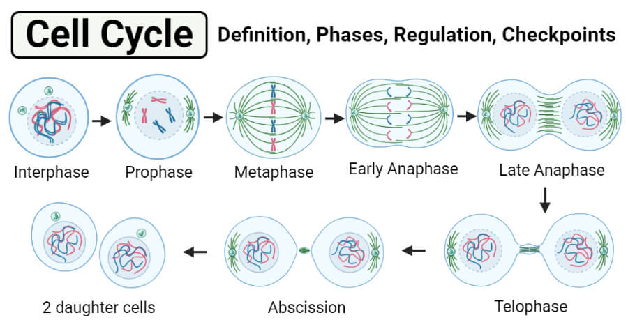Cell Cycle Definition Phases Regulation Checkpoints Cell Cycle Definition Phases Regulation Checkpoints