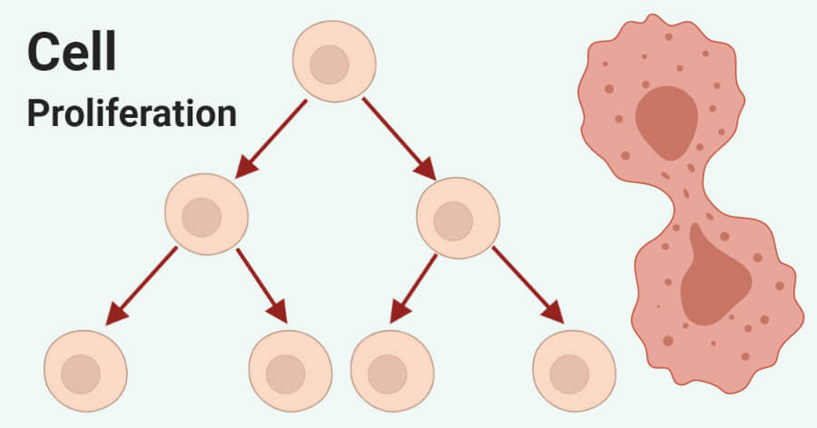 Cell proliferation- Definition, assay, differentiation, diseases