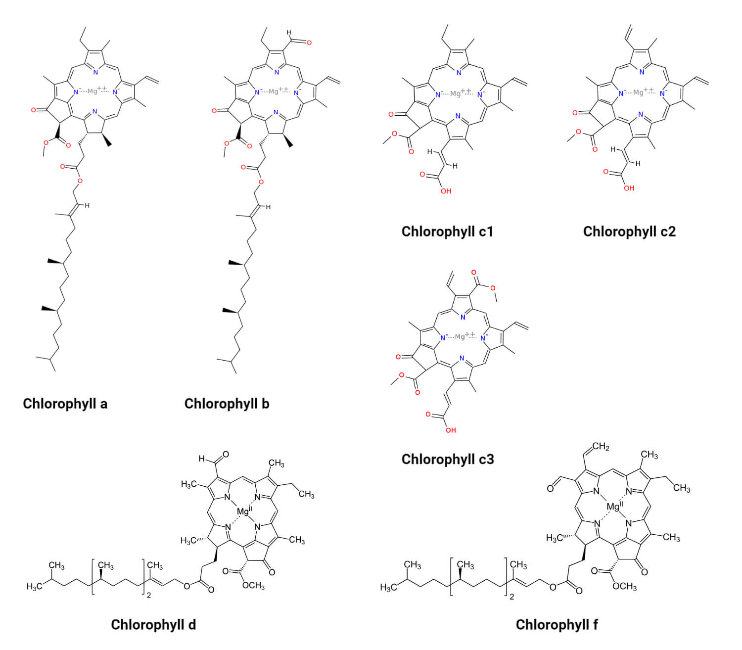 Chlorophyll Types