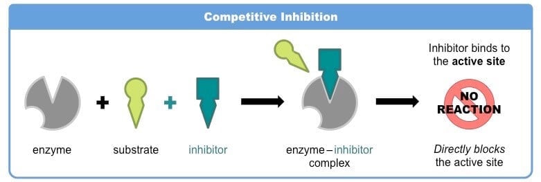 Competitive inhibition of enzymes