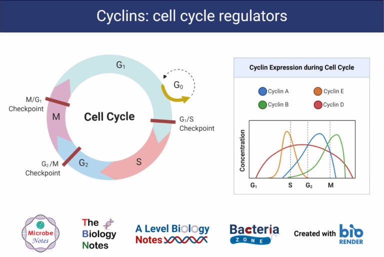 Cell Cycle Definition, Phases, Regulation, Checkpoints