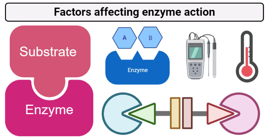 Factors that affect enzyme action