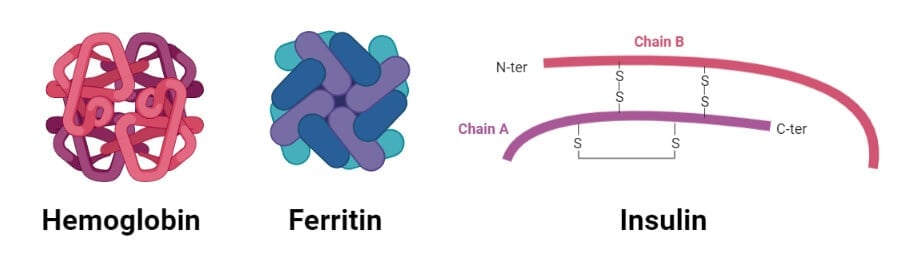 Globular Proteins- Hemoglobin and Insulin