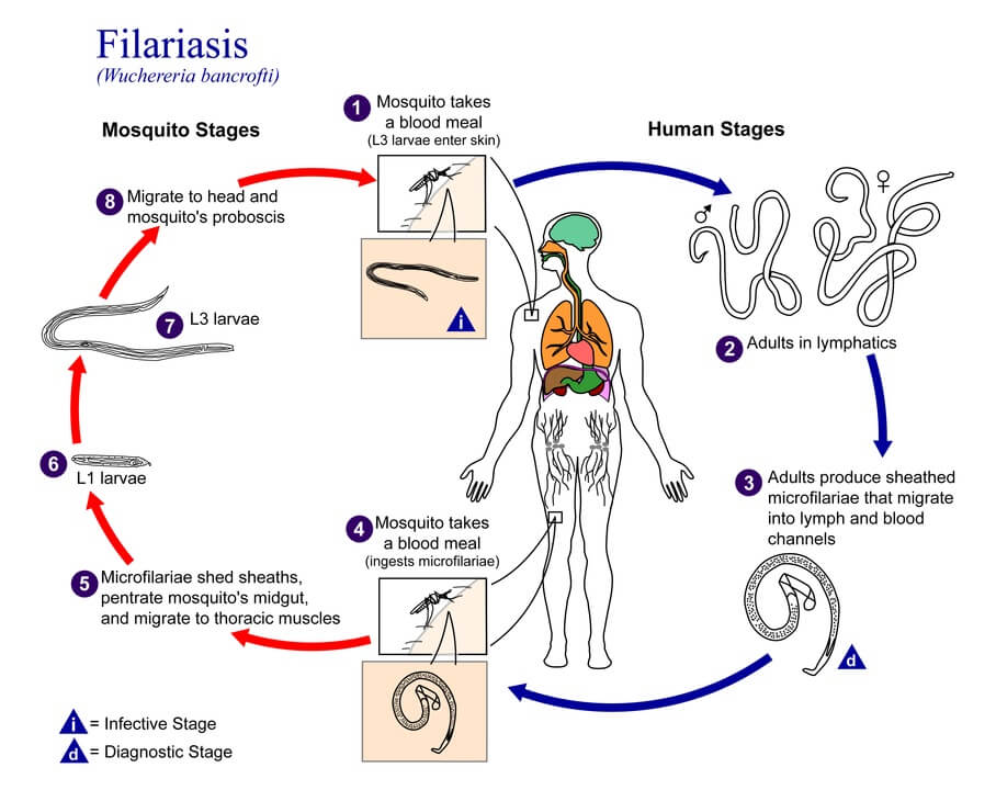 Life cycle of Wuchereria bancrofti