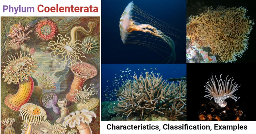 cnidarians characteristics