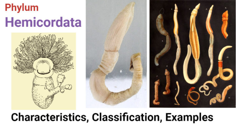 Atubaria Phylum Hemichordata- Characteristics, classification, examples