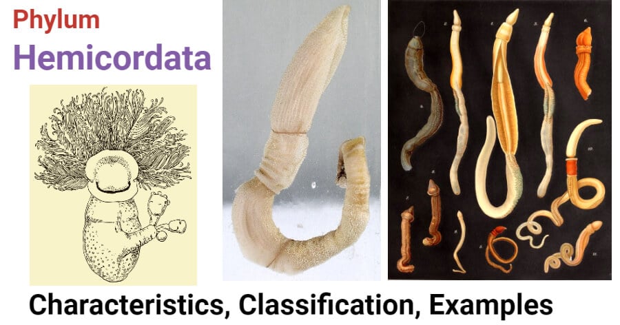 Phylum Hemicordata