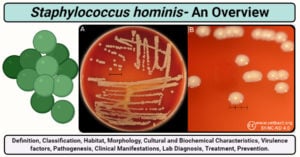 Staphylococcus hominis