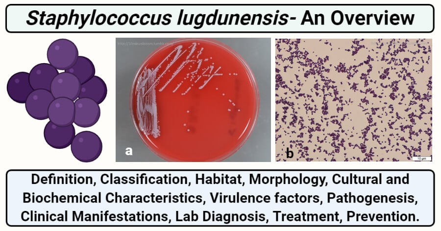 Staphylococcus lugdunensis férfiak kenetében