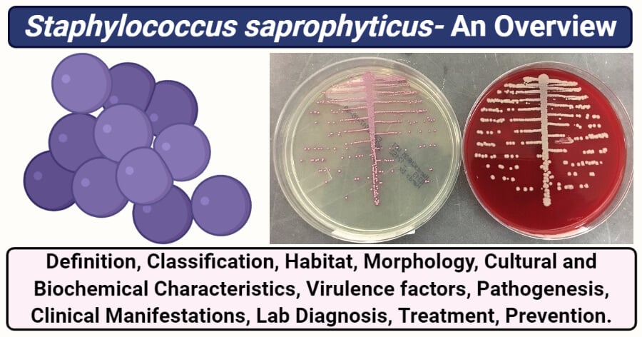 Staphylococcus saprophyticus