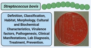 Streptococcus bovis
