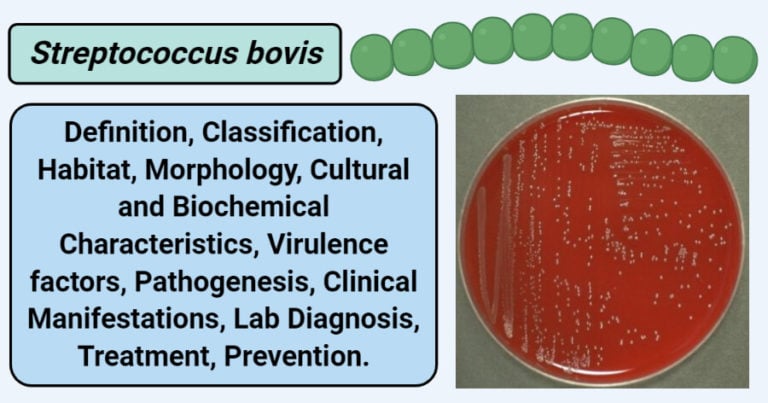 Streptococcus bovis- An Overview - Microbe Notes