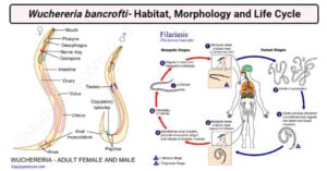 Wuchereria bancrofti- Habitat, Morphology and Life Cycle