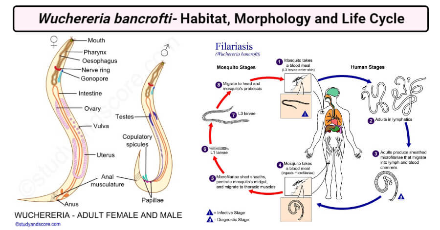 Wuchereria bancrofti- Habitat, Morphology and Life Cycle