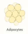 Adipocytes