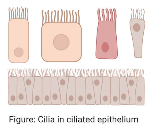 Cilia in ciliated epithelium