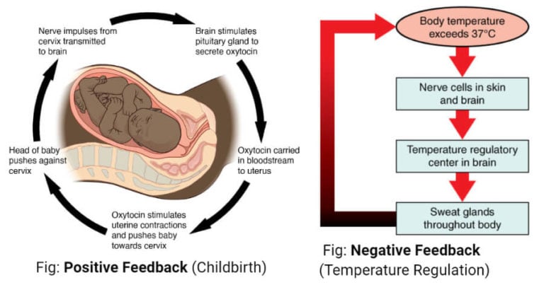 Examples For Positive And Negative Feedback