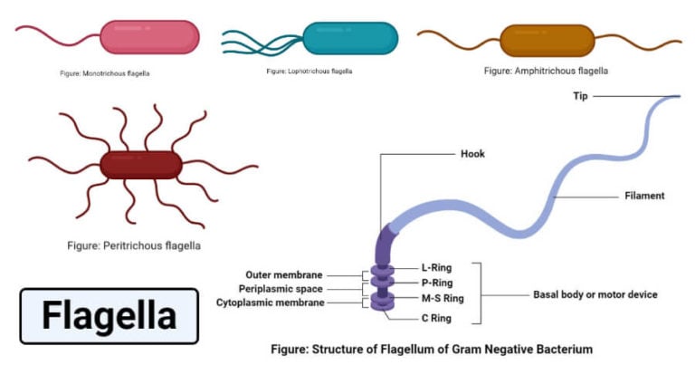 flagella on a sponges blank move water through the central cavity