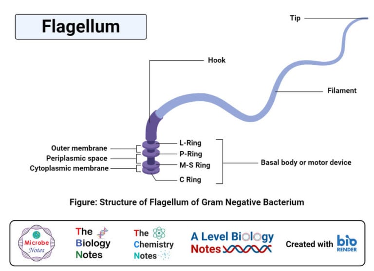 Flagella Structure, Types, Arrangement, Functions, Examples