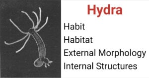 Hydra- Habit, Habitat, External Morphology, Internal Structures