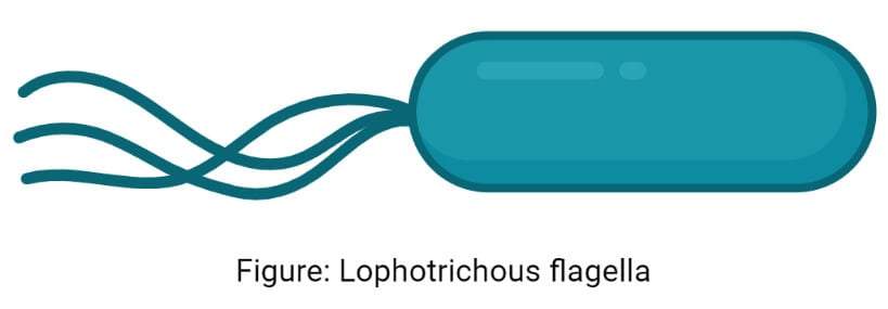 Lophotrichous flagella