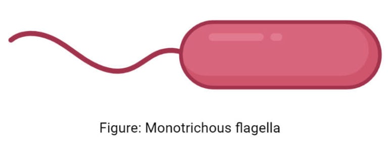 Flagella Structure Types Arrangement Functions Examples