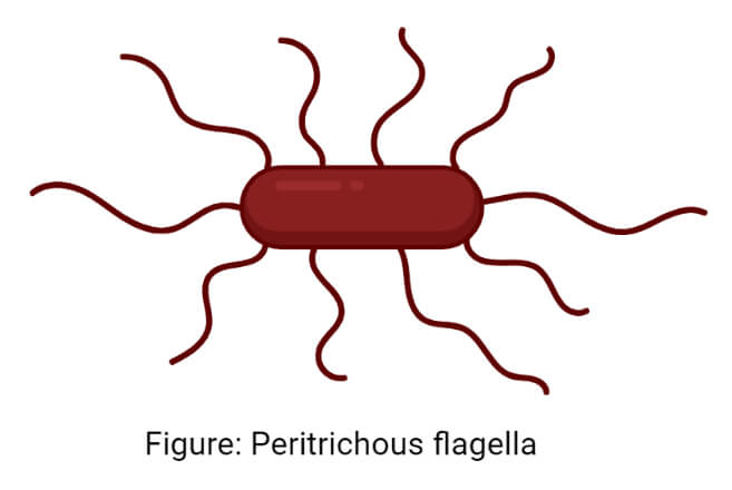 Peritrichous flagella