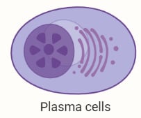 Plasma cells
