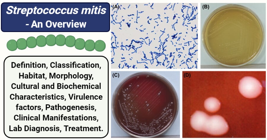 Streptococcus mitis
