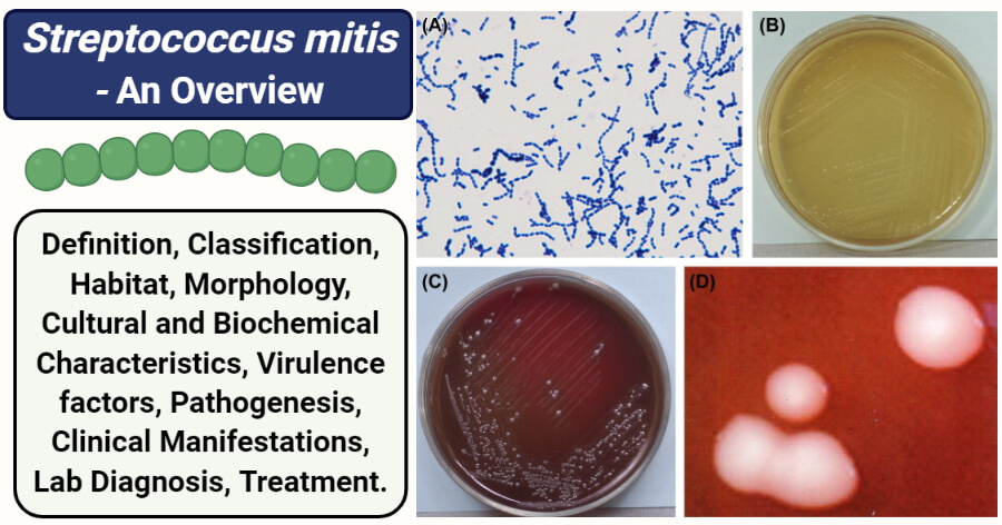 Streptocoques Mitis Dans Les Urines RGNC
