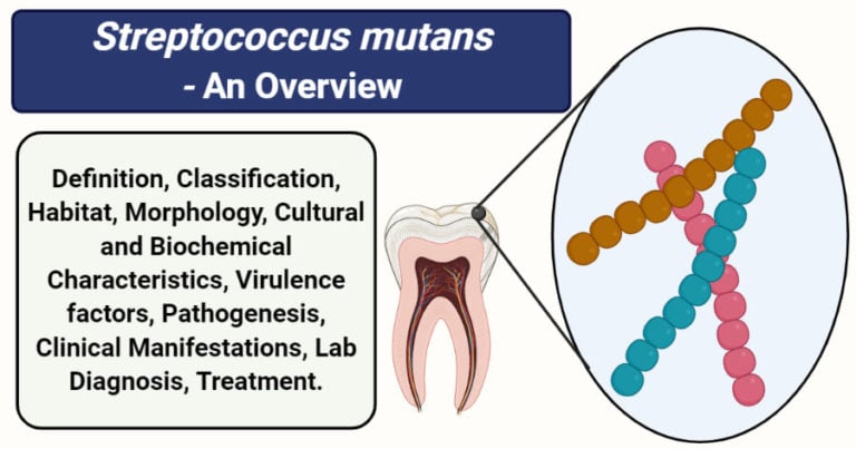 streptococcus-mutans-an-overview-microbe-notes